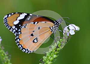 Butter fly .small butterfly in garaden.on flower