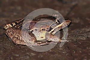 Butter frog Leptodactylus latrans isolated on land at night