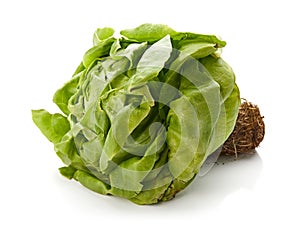 Butter Lettuce Isolated on White Background