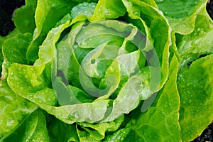 Butter lettuce a leaf with many names