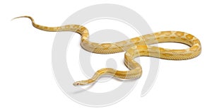 Butter mothley Corn Snake or Red Rat Snake, Pantherophis guttatus, in front of white background