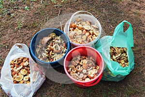 Butter mushrooms collected in the forest in buckets