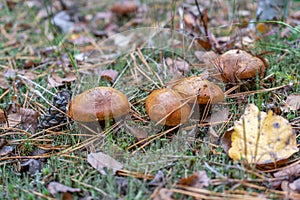 Butter mushrooms growing in autumn forest among leaves and grass. Suillus luteus or Slippery Jack edible mushrooms close up.