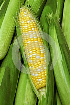 Butter and Sugar Corn