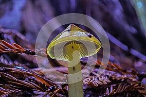 Butter Wax Cap (Hygrocybe ceracea)