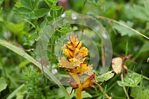 Butterbur broom Orobanche flava