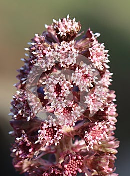 Butterbur (Petasites hybridus)