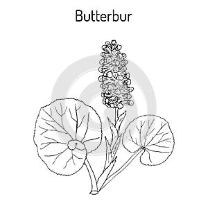Butterbur Petasites hybridus , medicinal plant