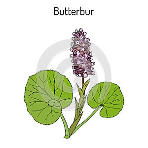 Butterbur Petasites hybridus , medicinal plant