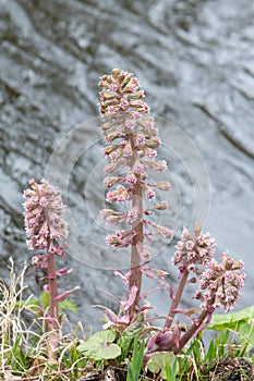 Butterbur, Petasites hybridus, pink inflorescences