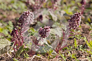 Butterbur in spring