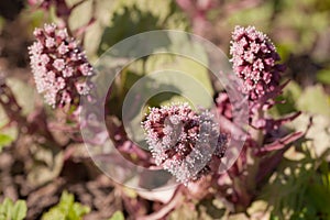 Butterbur in spring day