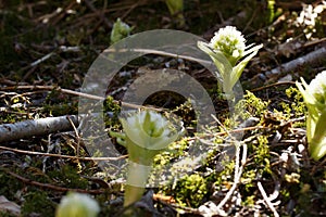 Butterbur Wildflowers in a Mountain Valley Forest in Austria Wild Flowers Petasites Hybridus