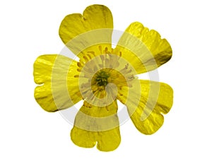 Buttercup photo