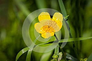 Buttercup photo