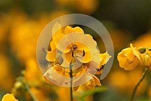 Buttercup bush Senna corymbosa