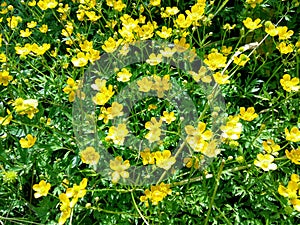 Buttercup caustic blooming in the June rays of the sun.