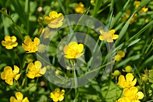 Buttercup caustic, common type of buttercups. Rannculus acris. Field, forest plant
