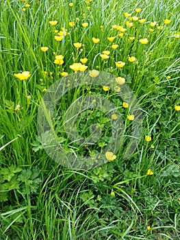 Buttercup, Creeping - Ranunculus repens, Norfolk, England, UK