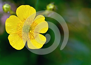 Buttercup Flower photo