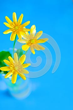 Buttercup Flower close up on blue background, ready card, copy space for text