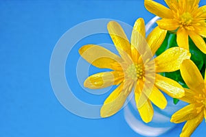 Buttercup Flower close up on blue background, ready card, copy space for text