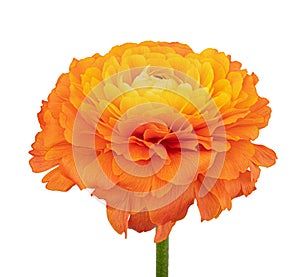 Buttercup flower isolated on white background