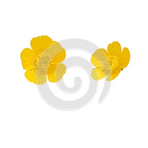 Buttercup. Flower. Vector illustration. photo