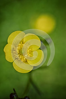 Buttercup flower photographed using shallow depth of field photo