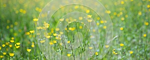 Buttercup flowers in the field - Ranunculus acris with soft focus