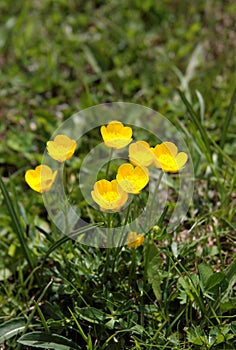 Buttercup flowers