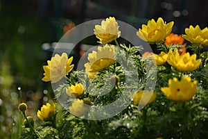Buttercup flowers in spring garden