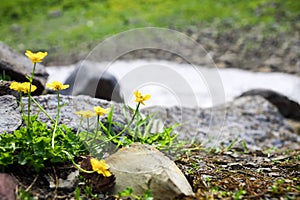 buttercup flowers between stones in the snowy photo