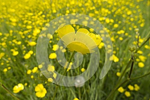 Buttercup flowers