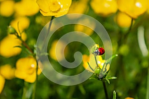 Buttercup with ladybug in a garden in spring, ranunculus repens