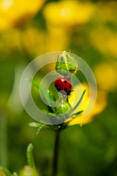 Buttercup with ladybug in a garden in spring, ranunculus repens