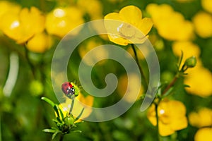 Buttercup with ladybug in a garden in spring, ranunculus repens photo