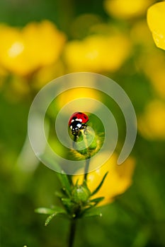 Buttercup with ladybug in a garden in spring, ranunculus repens photo