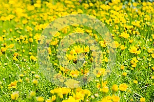 Buttercup Meadow in flower Garden