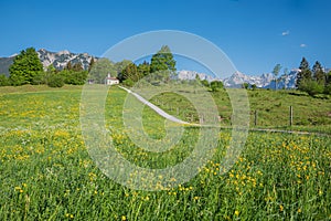 Buttercup meadow and footpath to pilgrimage chapel Maria Rast, KrÃÂ¼n