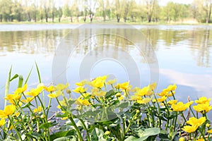 Buttercup near the water