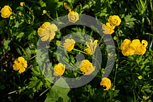 Buttercup is a pungent, beautiful bright yellow flower on a background of green foliage