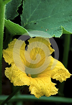 Buttercup Squash in Garden   46377