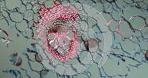 Buttercup stem in cross section