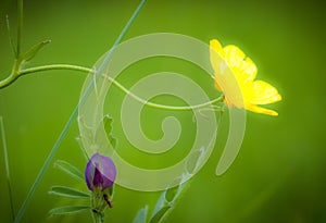 Buttercup and vetch