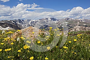 Buttercup wild flowers in the rocky Beartooth Mountains