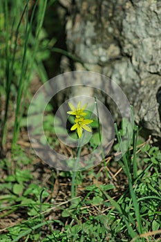 Buttercup yellow flower blooming in the spring in the woods