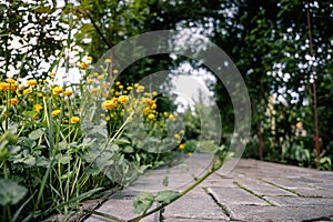 Buttercup, yellow flowers growing along a cobblestone