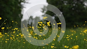 Buttercup yellow flowers in meadow on green grass background