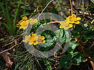 Buttercups close-up on the background of meadow plants in the spring forest, selective focus. Yellow swamp flowers in the summer